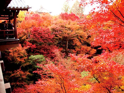 【名古屋発】京都屈指の紅葉名所「東福寺」&近江牛サーロインステーキ御膳&有名お菓子店1